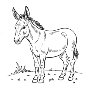 Realistický Osel Omalovánka